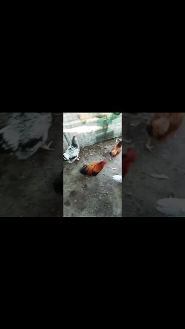 Good morning Rusty Rhiannon and P2 and duck