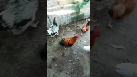 Good morning Rusty Rhiannon and P2 and duck