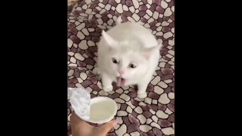 Funny pets compilation