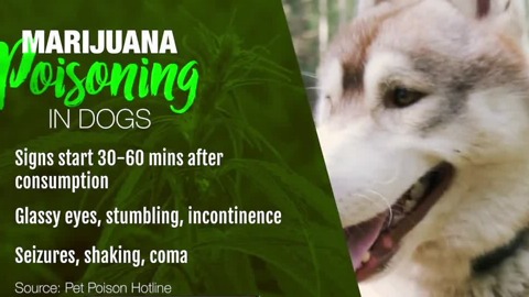 Pet owner warning others about marijuana poisoning
