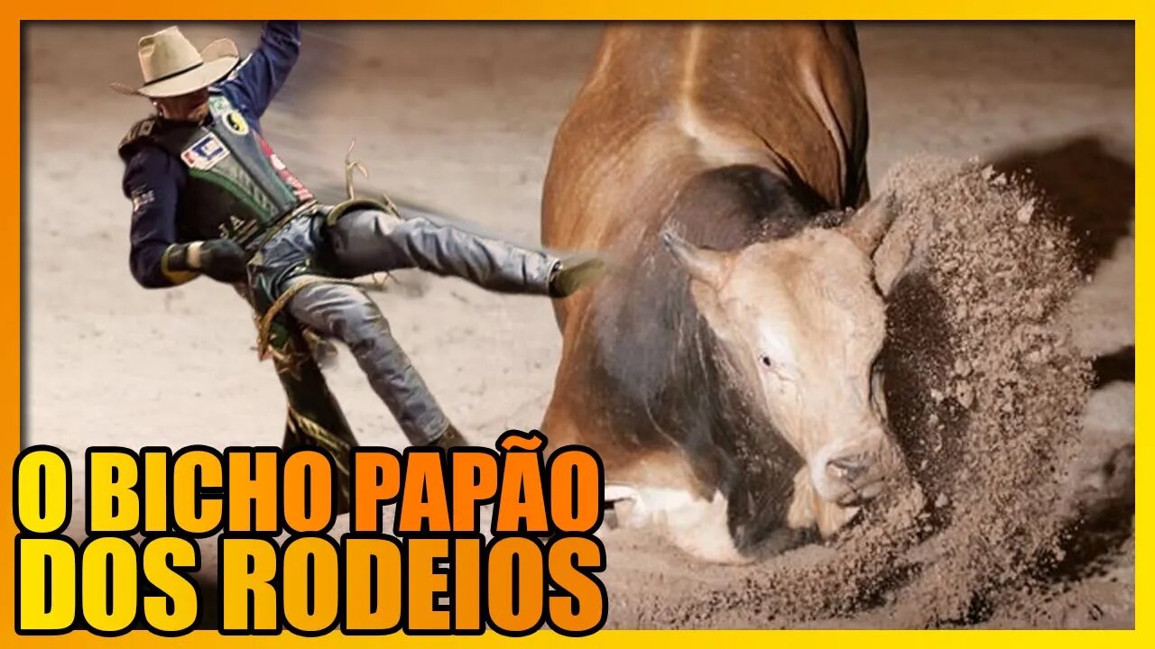 A HISTÓRIA DO TOURO BANDIDO, O ANIMAL MAIS FAMOSO DOS RODEIOS DO BRASIL