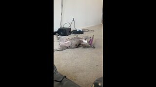 Playful Frenchie