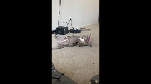 Playful Frenchie