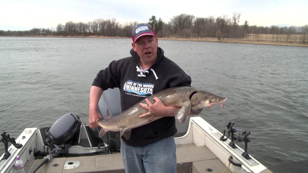 MidWest Outdoors TV Show #1623 - Tip of the Week with Joe Henry on Sturgeon.