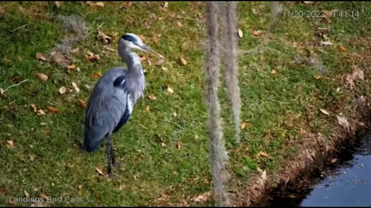 Great Blue Heron At The Lagoon 🦩 11/20/22 11:37