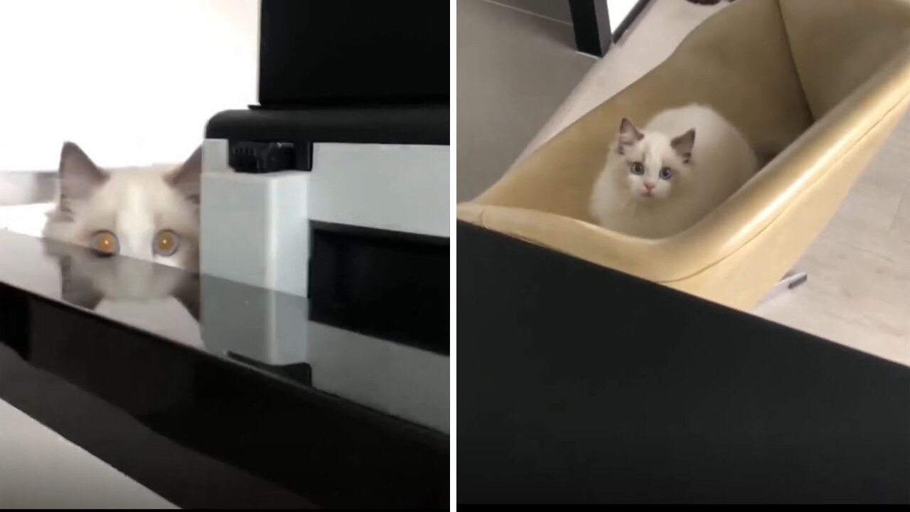 Where did the cat emerge from