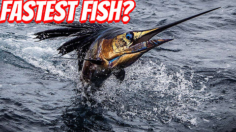 How Fast IS The Sailfish?