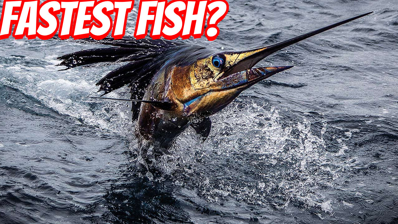How Fast IS The Sailfish?