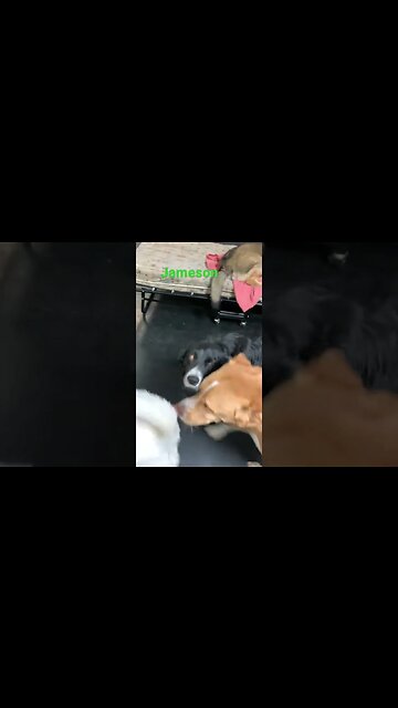 [Shorts 0061] JAMESON [#dogs #doggos #doggies #puppies #dogdaycare]