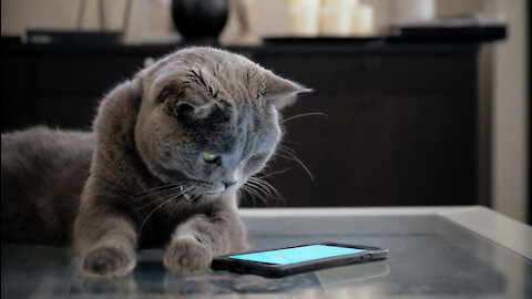 Cute Pets And Funny Adorable Cats