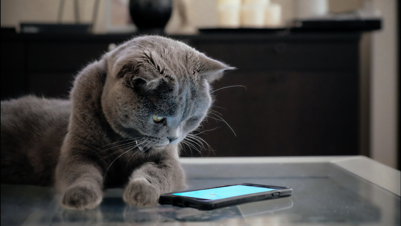 Cute Pets And Funny Adorable Cats