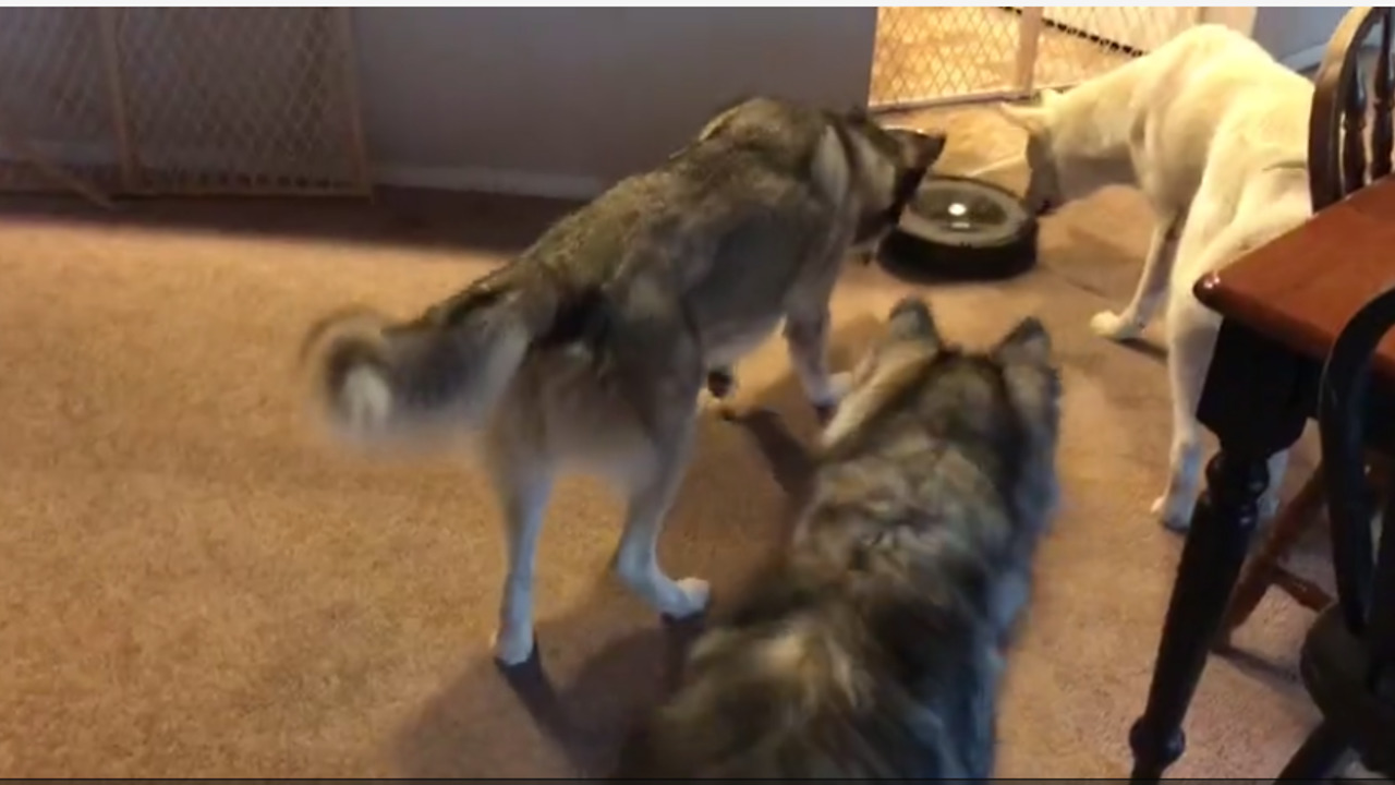 Curious Huskies Intrigued By New Robot Vacuum