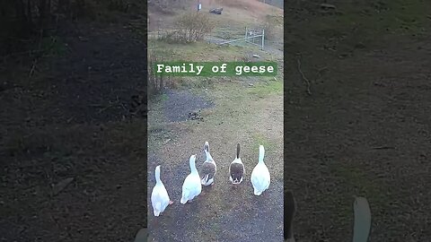 Farm surveillance. Geese