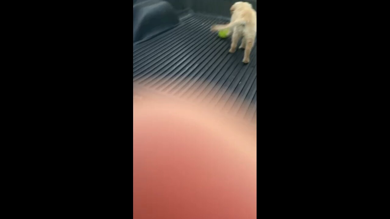Puppy video testing