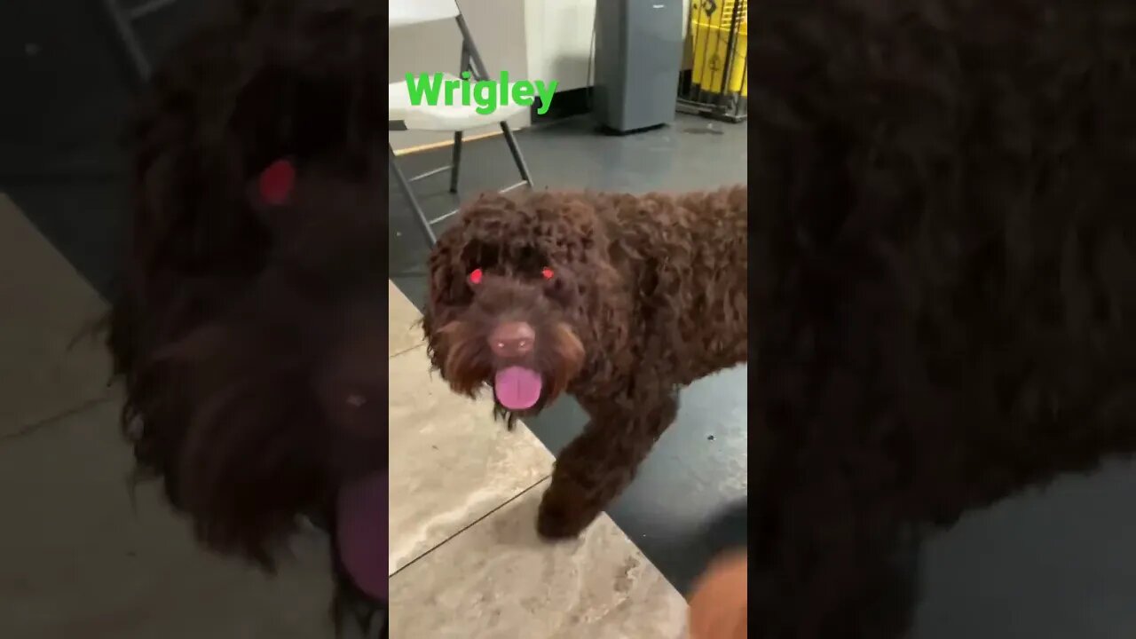 [Shorts 0183] WRIGLEY [#dogs #doggos #doggos #puppies #dogdaycare]