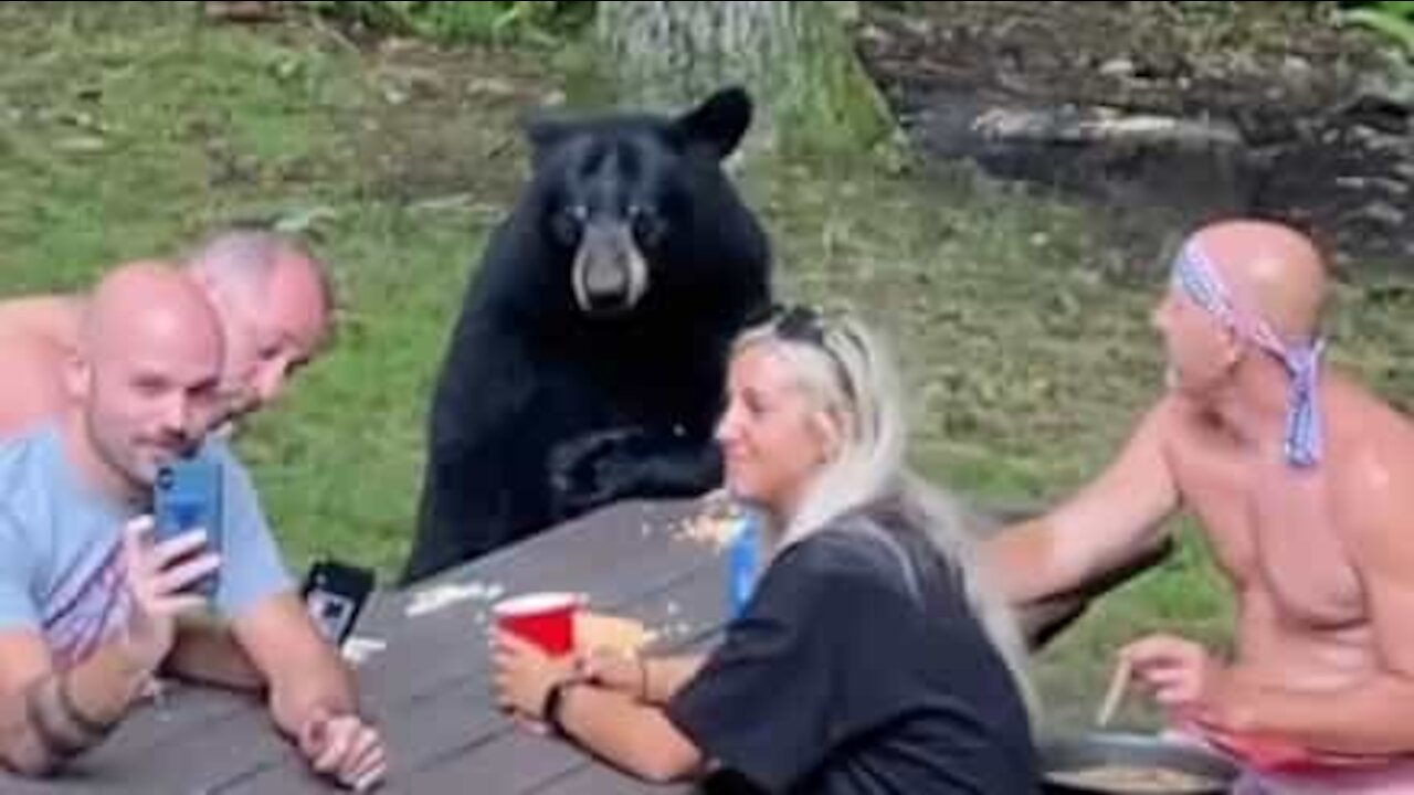 Urso amigável junta-se a pessoas num piquenique