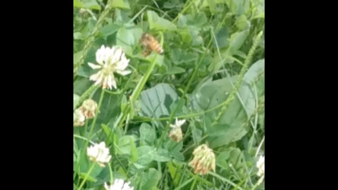 Bees Love Clovers!