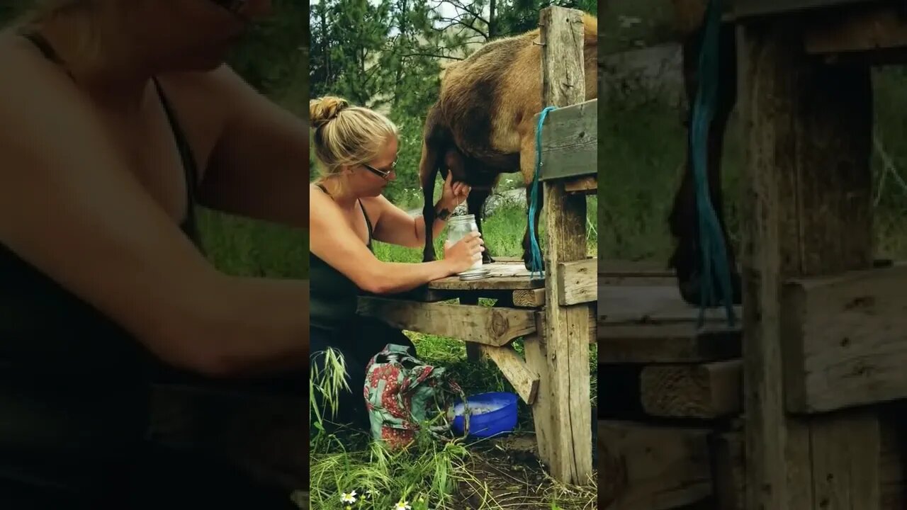 #handmilking #rawmilk #goats #goatmilk #homesteading #homesteadlife #farm #farmlife #farmanimals