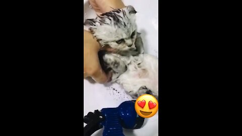 Cute Cat shower time 😻