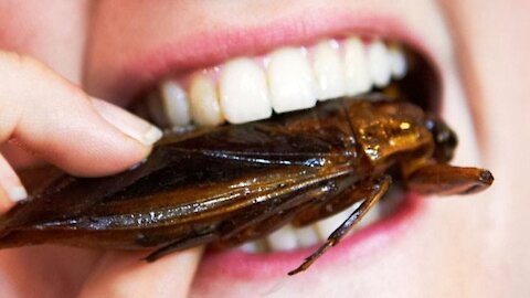 Manoela, disgusted by a supposed person, eating a cockroach.