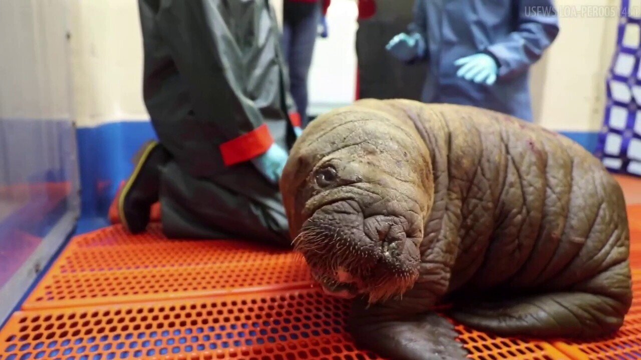 Walrus Calf Rescued After Found Alone On Alaska Beach