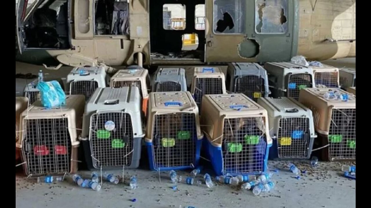 ANIMAL ABUSE: Department Of Defense Leaves Dogs To Abuse/Death With Taliban-THE CORRECT VIEWS 9/2/21