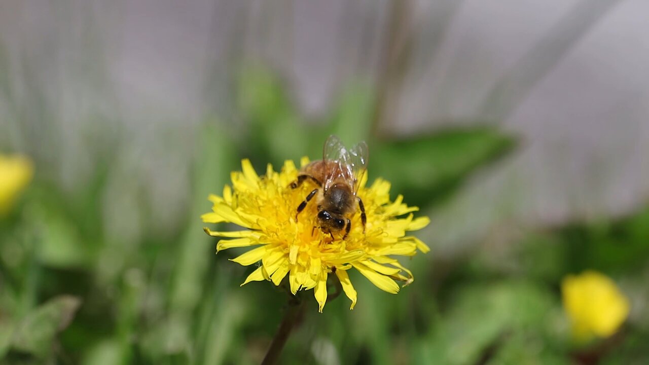 Honey Bee Pollinating Dandelions in Slow Motion