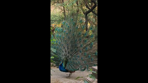 peacock 🦚 masti time
