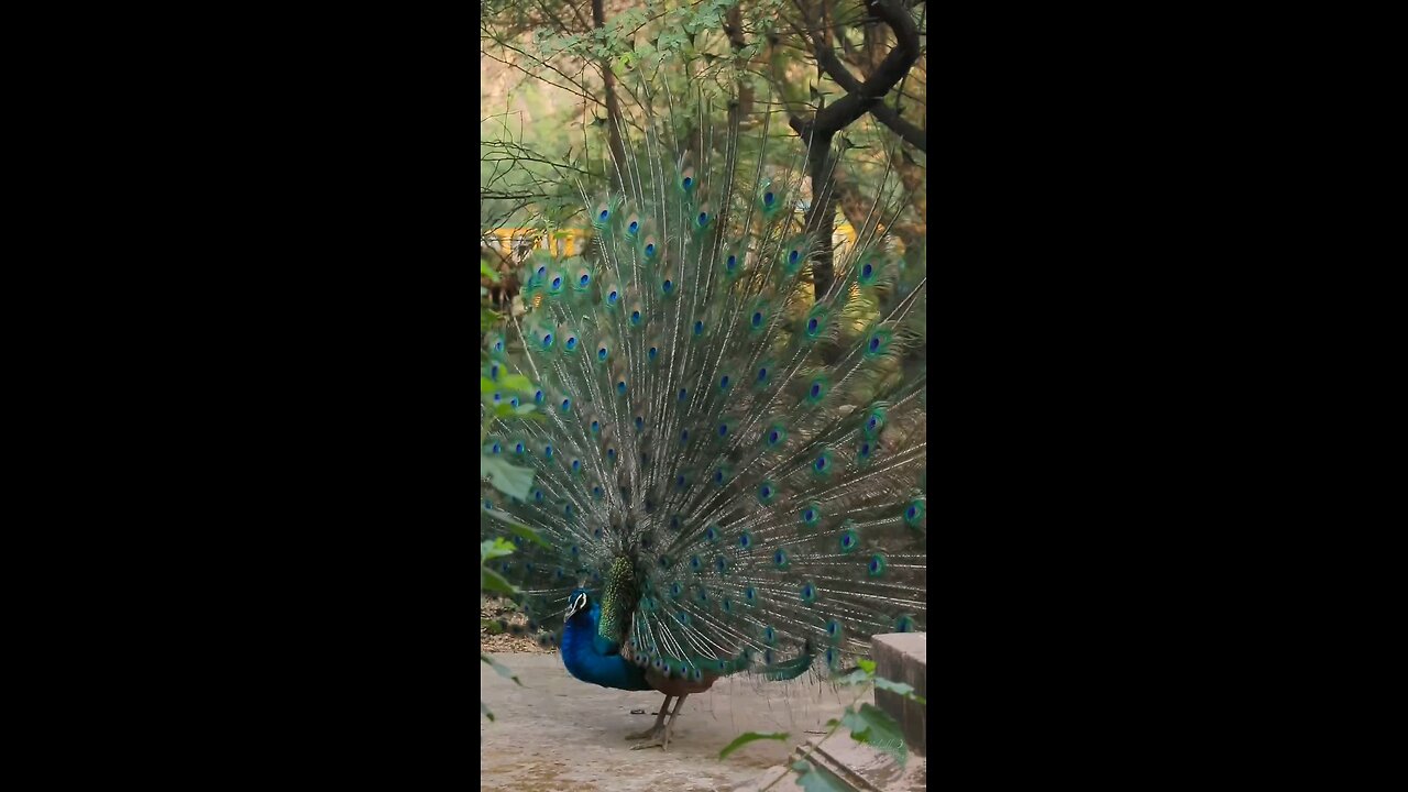 peacock 🦚 masti time