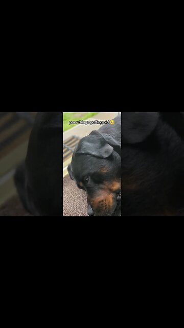 my dogs getting old 😢