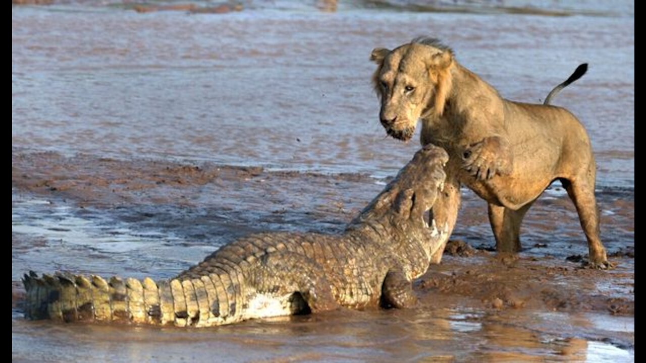 Lion vs crocodile Great Battle - Most Amazing Moments in wild animals fight.