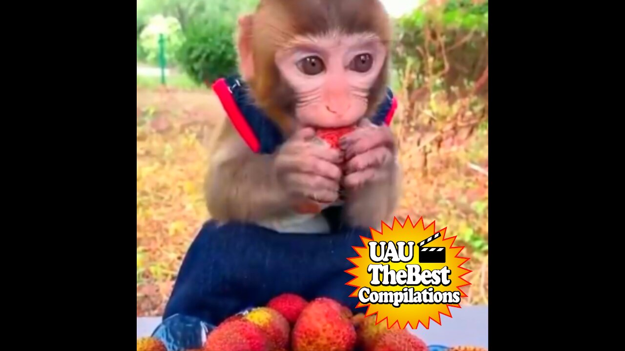 Funny monkey eating fruit!