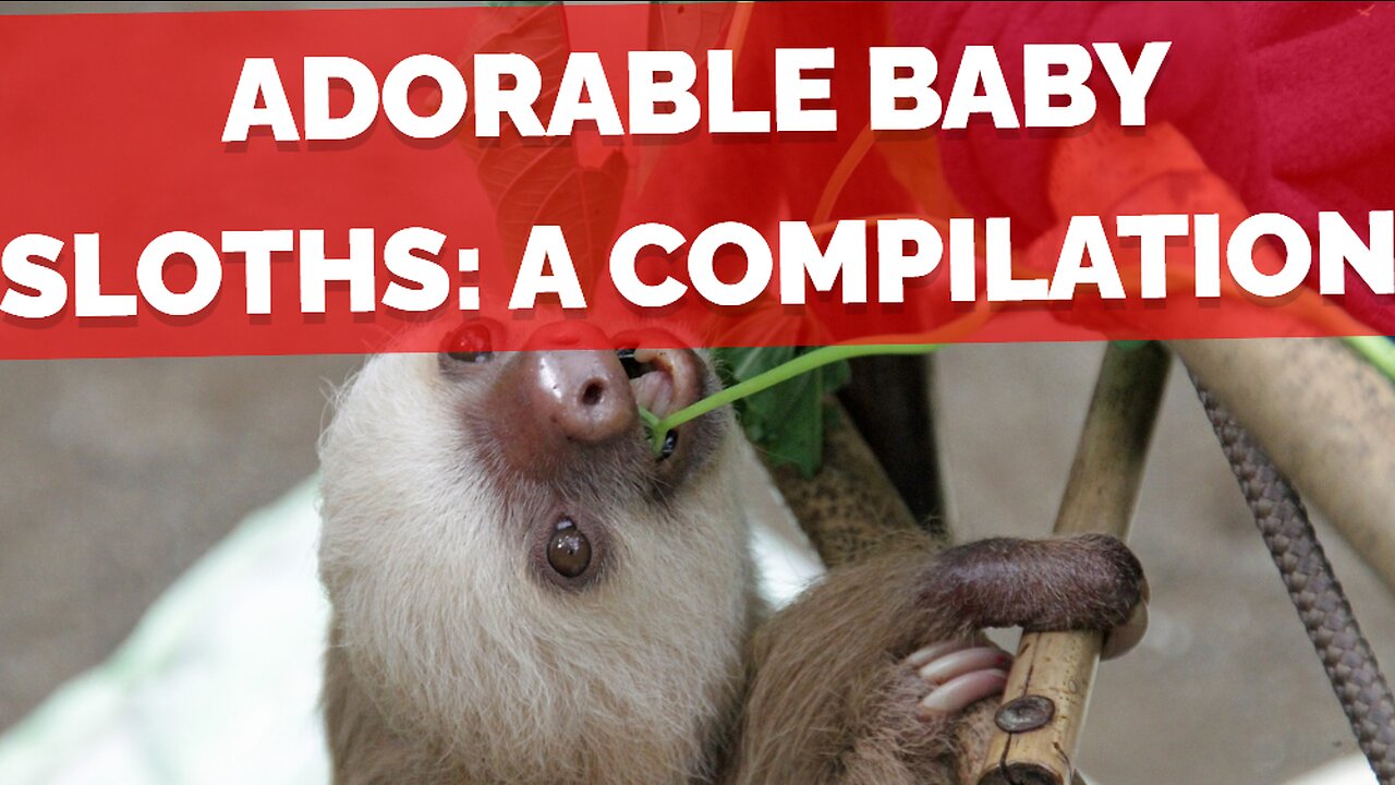 Adorable Baby Sloths: A Compilation