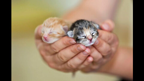 Lovely kittens