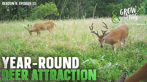 Year-Round Deer Attraction