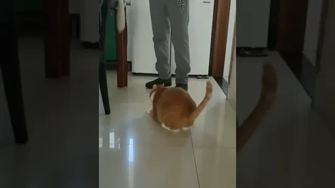 Excited Cat Dances For Food / ひもじい 猫 踊る#癒し