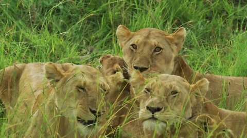 The lion and the cow rested on the grass10