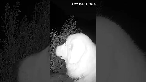 Farm Cam. Maremma at night