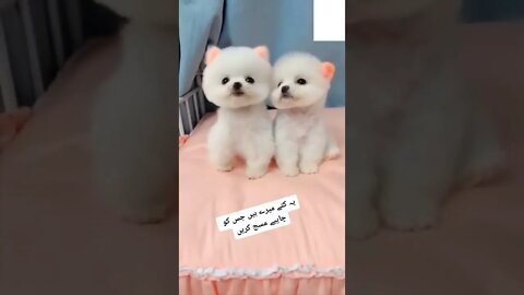 WHY.ARE.YOU.SO.CUTE??? #Puppy #Dogs #Shorts #Puppyvideo #Shortvideo #dog #doglover #cutedog #puppylo