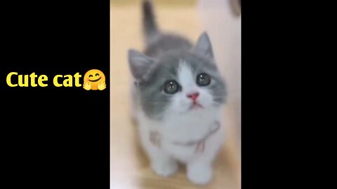 Cute baby cat video ☺️ | cat Video