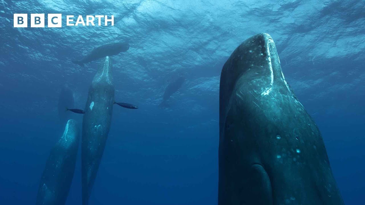 Filming a Family of Whales | The Making of Mammals | BBC Earth