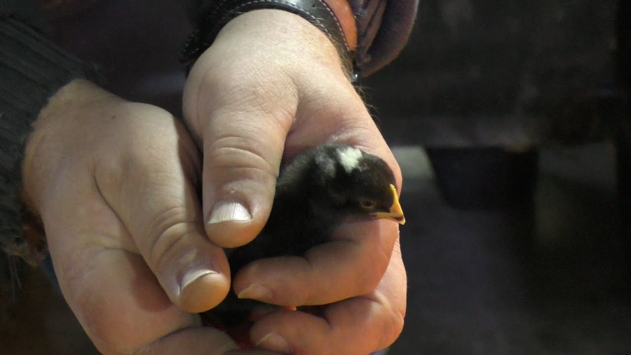 Cute, but Stinky!! Moving our Barred Rock Chicks to a Garage Brooder