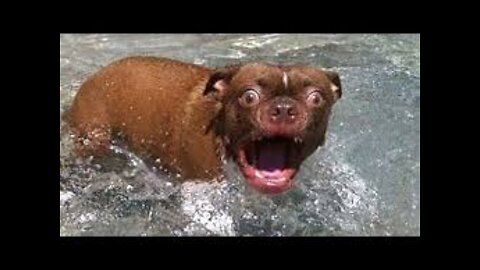 funny animals