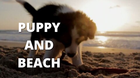 🐶 Puppy on the Beach - With Music and Sunset 👍