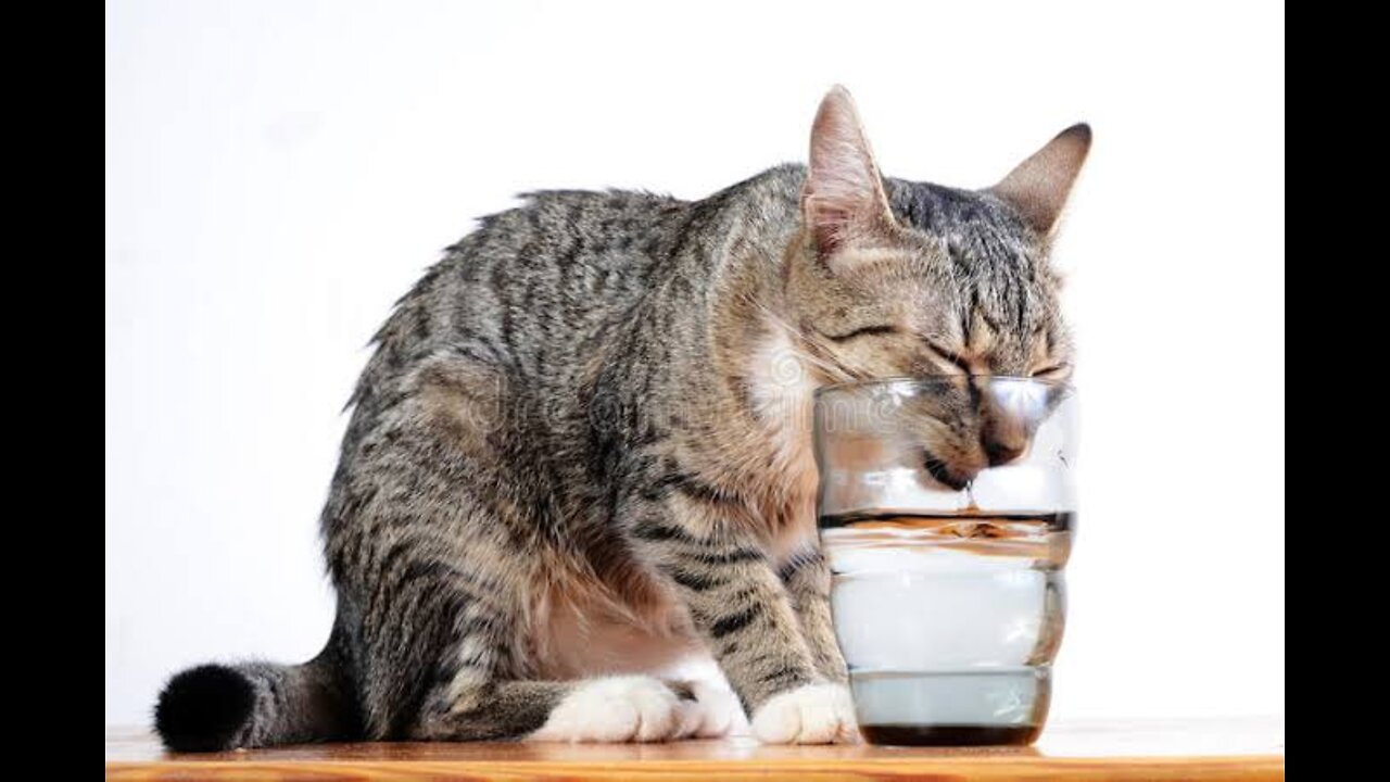 Funny cat playing with water glass 🤣