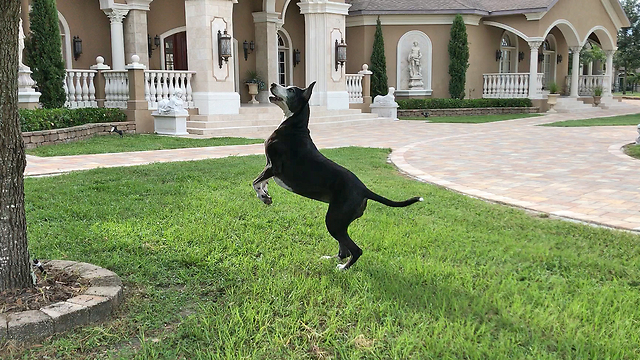 Funny Great Dane Leaps and Bounces Chasing Squirrel