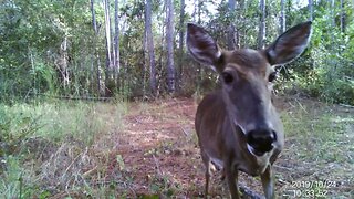 Trail Cam Doe Florida Public Land