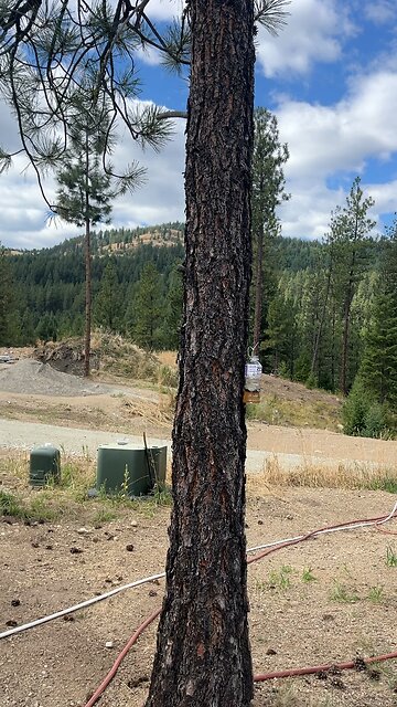 Yellowjackets are going crazy. Here’s our traps