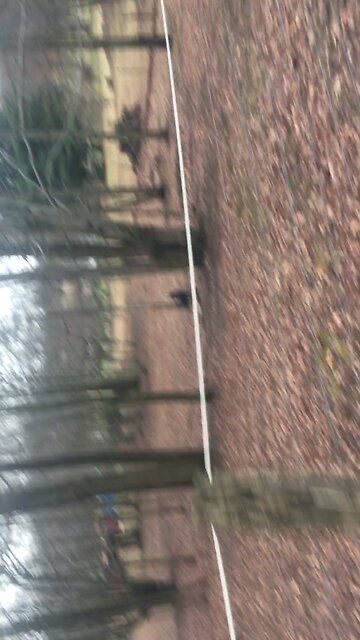 The Daily Drag Race Lucy the Dog vs. Two goats.