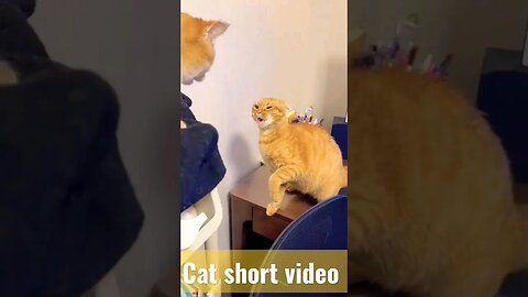 Cat short video|😀😜👻#shorts #cat